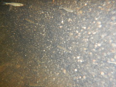 Squalius alburnoides