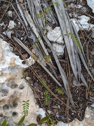 Image of Phyllanthus pentaphyllus by (c) Alison Northup, some rights reserved (CC BY)