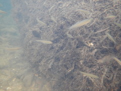 Squalius alburnoides