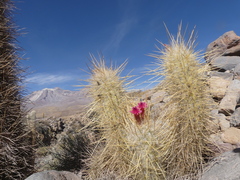 Oreocereus leucotrichus
