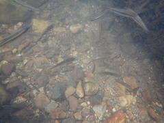 Squalius alburnoides