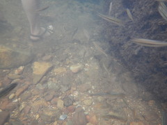 Squalius alburnoides