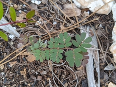Chamaecrista lineata keyensis
