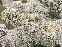 Olearia erubescens
