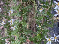 Olearia erubescens