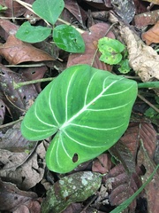 Philodendron gloriosum