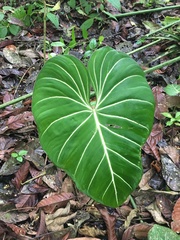 Philodendron gloriosum