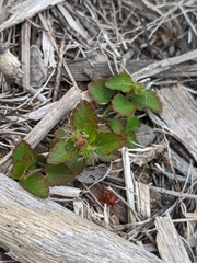 Acalypha chamaedrifolia