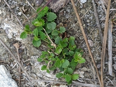 Acalypha chamaedrifolia