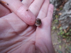 Squalius alburnoides