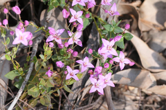 Boronia ovata