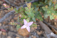 Boronia ovata