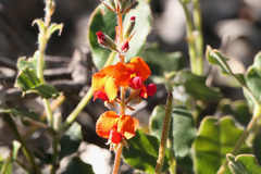 Gastrolobium villosum