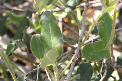 Gastrolobium villosum