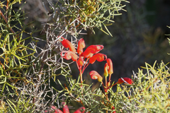 Grevillea wilsonii