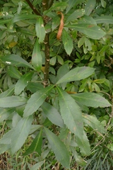 Pseudopanax crassifolius × lessonii