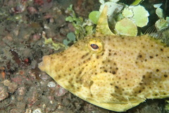 Pseudomonacanthus macrurus