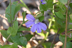 Scaevola platyphylla