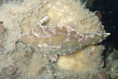 Acreichthys tomentosus