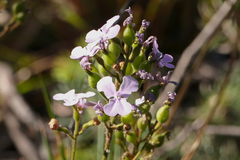 Stylidium affine