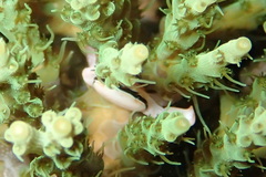 Tetralia nigrolineata