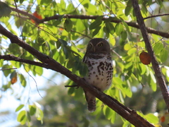 Glaucidium capense