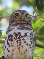Glaucidium capense