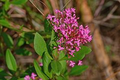 Centranthus ruber