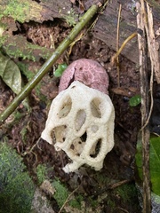Clathrus roseovolvatus