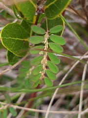Phyllanthus pentaphyllus