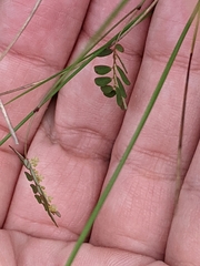 Phyllanthus pentaphyllus