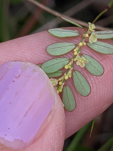 Image of five-petal leaf-flower by (c) Alison Northup, some rights reserved (CC BY)