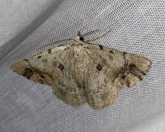 Aeolochroma quadrilinea