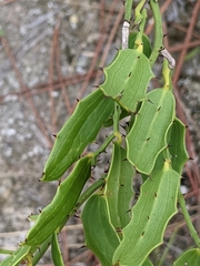 Havana Smilax (Smilax havanensis)