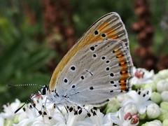 Lycaena dispar