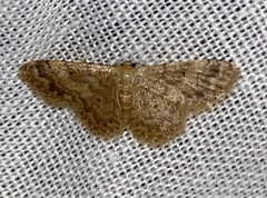 Idaea pilosata
