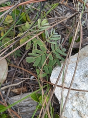 Chamaecrista lineata keyensis