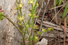 Galium gaudichaudii gaudichaudii