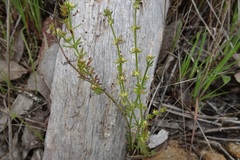 Galium gaudichaudii gaudichaudii