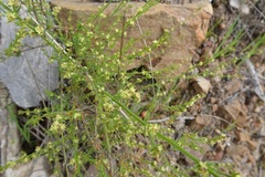Galium gaudichaudii gaudichaudii