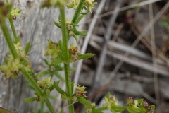 Galium gaudichaudii gaudichaudii