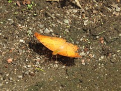 Vindula dejone erotella