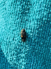 Euthyrrhapha pacifica