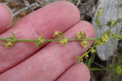 Galium gaudichaudii gaudichaudii