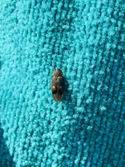 Euthyrrhapha pacifica