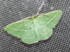 Chlorocoma stereota