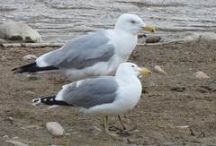 Larus californicus