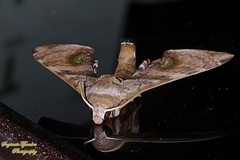 Daphnusa fruhstorferi