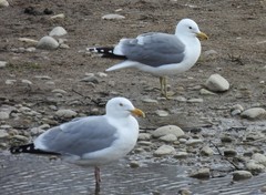 Larus californicus