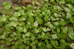 Glossostigma elatinoides